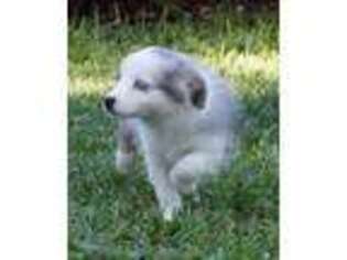Miniature Australian Shepherd Puppy for sale in Melrose, FL, USA