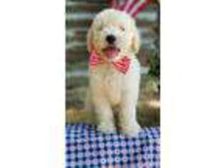 Goldendoodle Puppy for sale in Durham, NC, USA