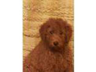 Goldendoodle Puppy for sale in Knoxville, TN, USA