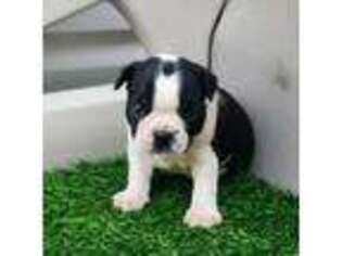 Boston Terrier Puppy for sale in Riverhead, NY, USA