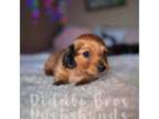 Dachshund Puppy for sale in Kingman, AZ, USA