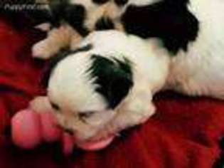 Maltese Puppy for sale in Hamden, CT, USA