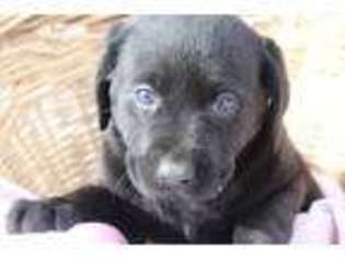 Labrador Retriever Puppy for sale in Marion, WI, USA