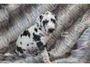 Great Dane Puppy for sale in La Fontaine, IN, USA