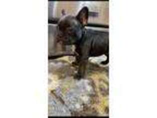 French Bulldog Puppy for sale in Jeannette, PA, USA