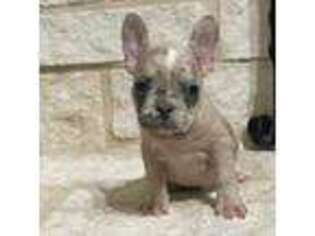 French Bulldog Puppy for sale in Dallas, TX, USA