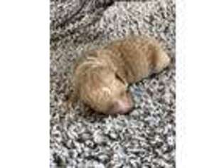 Labradoodle Puppy for sale in Mondovi, WI, USA