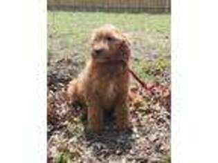 Goldendoodle Puppy for sale in Springtown, TX, USA