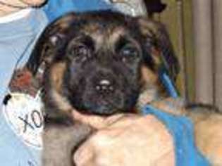 German Shepherd Dog Puppy for sale in Harpursville, NY, USA