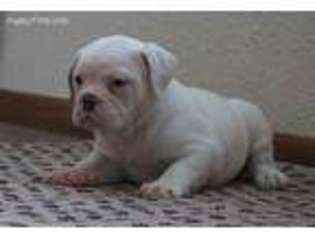 Olde English Bulldogge Puppy for sale in Madison, WI, USA