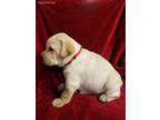 Labrador Retriever Puppy for sale in Ames, IA, USA