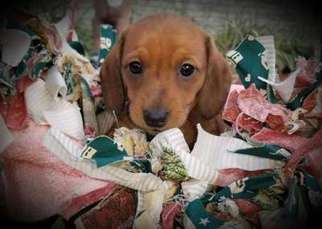 Dachshund Puppy for sale in Auburndale, FL, USA