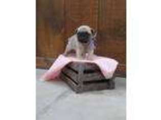 Pug Puppy for sale in Rochester, IN, USA