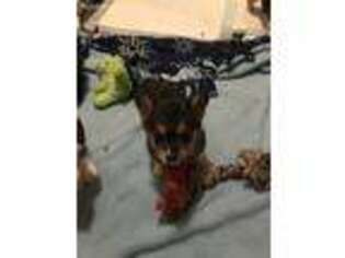 Pembroke Welsh Corgi Puppy for sale in Wilton, ND, USA