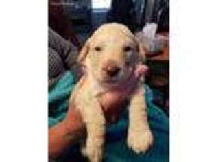 Labradoodle Puppy for sale in Catoosa, OK, USA