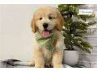 Goldendoodle Puppy for sale in South Bend, IN, USA