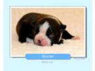 Boston Terrier Puppy for sale in Odenville, AL, USA