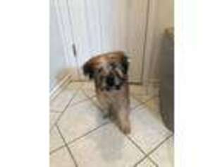 Soft Coated Wheaten Terrier Puppy for sale in East Brunswick, NJ, USA
