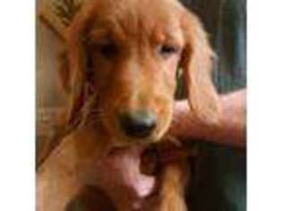 Golden Retriever Puppy for sale in Forest Lake, MN, USA