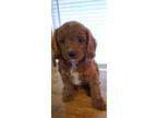 Cavapoo Puppy for sale in Waco, TX, USA