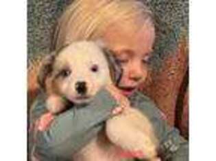 Mutt Puppy for sale in Sprague, WA, USA