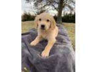 Golden Retriever Puppy for sale in Hughesville, MO, USA