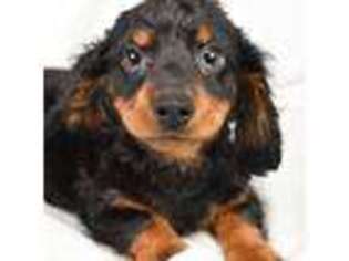 Dachshund Puppy for sale in Orange, CA, USA