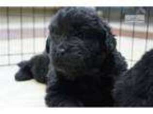 Newfoundland Puppy for sale in Reading, PA, USA