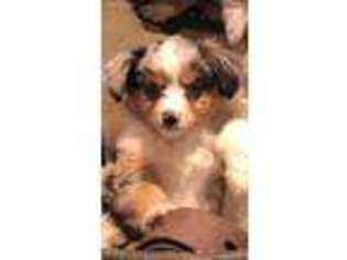 Miniature Australian Shepherd Puppy for sale in Sutherlin, OR, USA