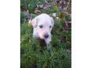 Goldendoodle Puppy for sale in Friendsville, TN, USA