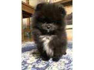 Pomeranian Puppy for sale in Fort Collins, CO, USA