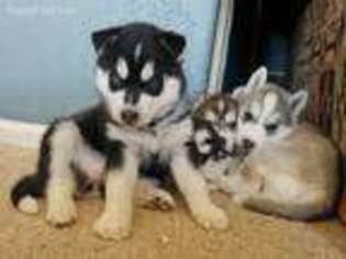 Siberian Husky Puppy for sale in Loma, CO, USA