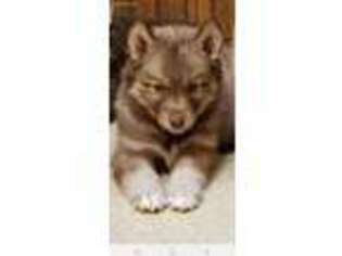 Siberian Husky Puppy for sale in Sussex, WI, USA