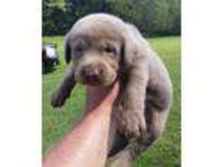Medium Photo #1 Labrador Retriever Puppy For Sale in Castalian Springs, TN, USA