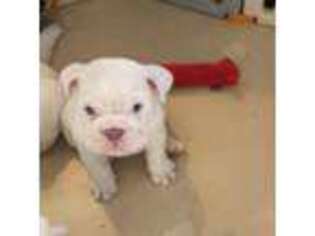 Bulldog Puppy for sale in Plainfield, CT, USA