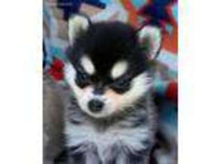 Alaskan Klee Kai Puppy for sale in Winthrop, MN, USA