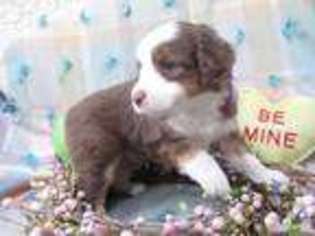Miniature Australian Shepherd Puppy for sale in IRVINE, CA, USA
