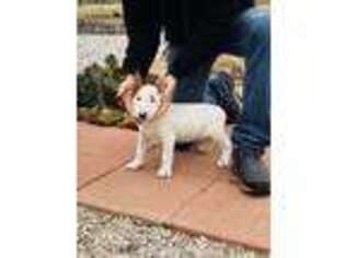 Bull Terrier Puppy for sale in Hot Springs, AR, USA