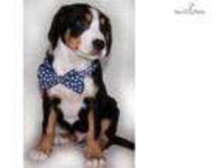 Greater Swiss Mountain Dog Puppy for sale in Iowa City, IA, USA
