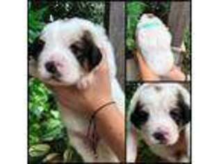 Great Pyrenees Puppy for sale in Overland Park, KS, USA