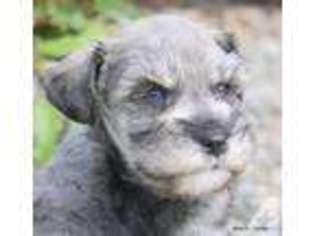 Mutt Puppy for sale in DIAMOND SPRINGS, CA, USA