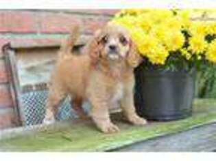 Cavapoo Puppy for sale in Cleveland, OH, USA