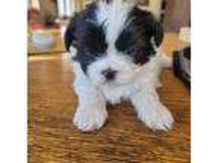 Mutt Puppy for sale in Richmond, IN, USA