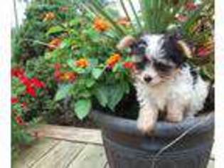 Mutt Puppy for sale in Maysville, MO, USA