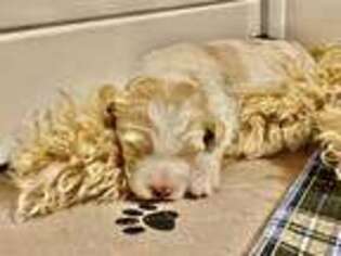 Goldendoodle Puppy for sale in Bellville, OH, USA