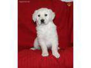 Golden Retriever Puppy for sale in Gordonville, PA, USA
