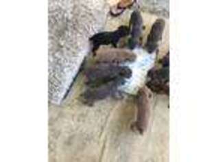 Doberman Pinscher Puppy for sale in Henderson, KY, USA