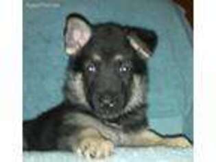 German Shepherd Dog Puppy for sale in Needville, TX, USA