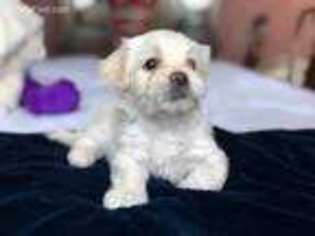 Havanese Puppy for sale in Crowley, TX, USA