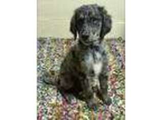 Mutt Puppy for sale in Pampa, TX, USA